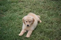 Lily, a female Golden Retriever for sale in Goodyear, AZ – 1 of 2