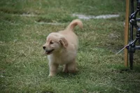 Lily, a female Golden Retriever for sale in Goodyear, AZ – 2 of 2