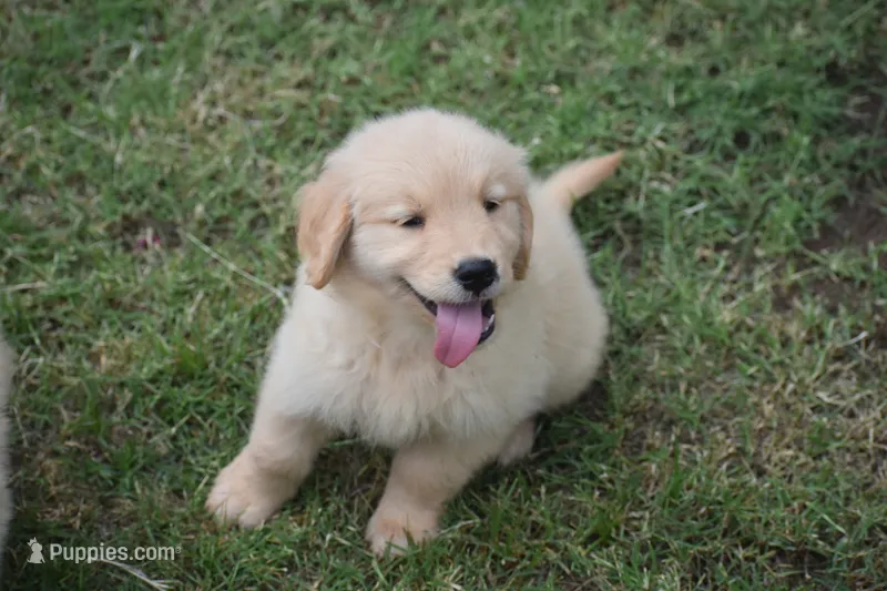 Bluey, a male Golden Retriever for sale in Goodyear, AZ – 1 of 2