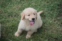 Bluey, a male Golden Retriever for sale in Goodyear, AZ – 1 of 2