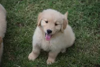 Bluey, a male Golden Retriever for sale in Goodyear, AZ – 2 of 2
