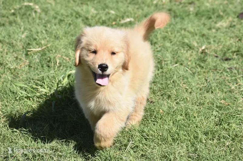 Bluey – Golden Retriever puppy for sale in Goodyear, AZ