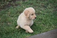 Rocky, a male Golden Retriever for sale in Goodyear, AZ – 2 of 2