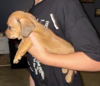 Lenti, a female Miniature Dachshund for sale in Memphis, TN – 6 of 10