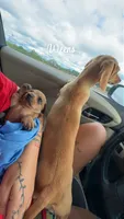 Lenti, a female Miniature Dachshund for sale in Memphis, TN – 2 of 10