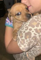Lenti, a female Miniature Dachshund for sale in Memphis, TN – 7 of 10