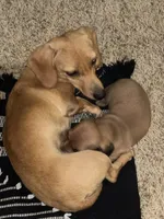 Lenti, a female Miniature Dachshund for sale in Memphis, TN – 5 of 10