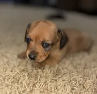 Lenti, a female Miniature Dachshund for sale in Memphis, TN – 1 of 10