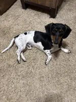 Lenti, a female Miniature Dachshund for sale in Memphis, TN – 10 of 10