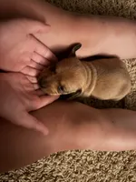 Lenti, a female Miniature Dachshund for sale in Memphis, TN – 8 of 10