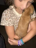 Lenti, a female Miniature Dachshund for sale in Memphis, TN – 9 of 10