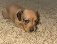 Lenti, a female Miniature Dachshund for sale in Memphis, TN – 4 of 10