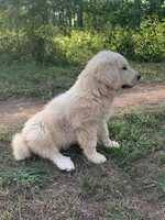 Donald, a male Great Dane and Great Pyrenees for sale in Crawfordville, GA – 2 of 10