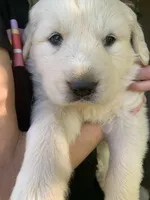 Daisy, a female Great Dane and Great Pyrenees for sale in Crawfordville, GA – Photo 2 of 6