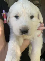 Daisy, a female Great Dane and Great Pyrenees for sale in Crawfordville, GA – Photo 3 of 6