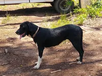 Daisy, a female Great Dane and Great Pyrenees for sale in Crawfordville, GA – Photo 6 of 6