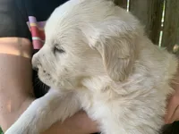 Daisy, a female Great Dane and Great Pyrenees for sale in Crawfordville, GA – Photo 4 of 6