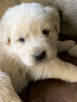 Daisy, a female Great Dane and Great Pyrenees for sale in Crawfordville, GA – Photo 1 of 6