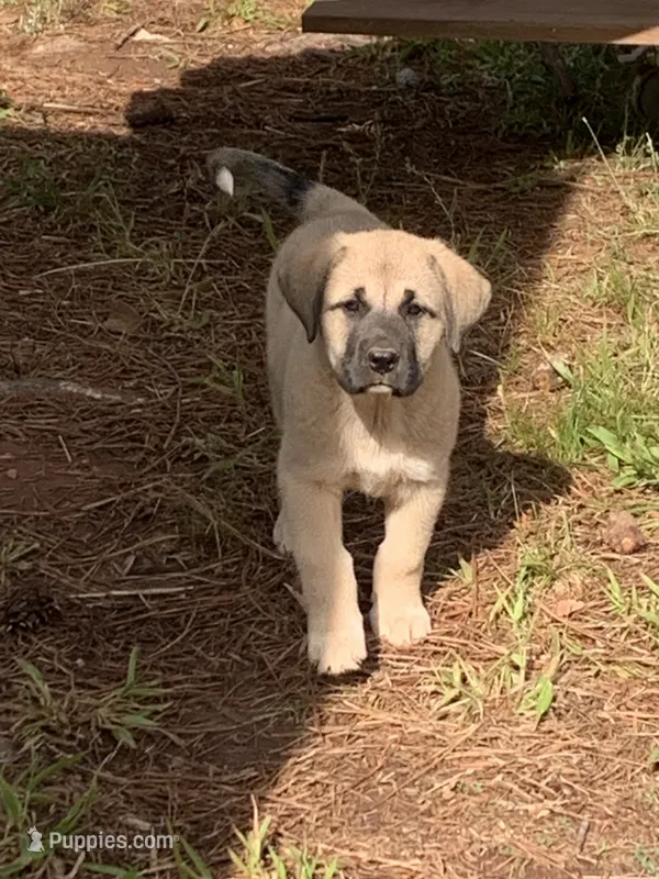 Minnie – Great Dane, Great Pyrenees puppy for sale in Crawfordville, GA