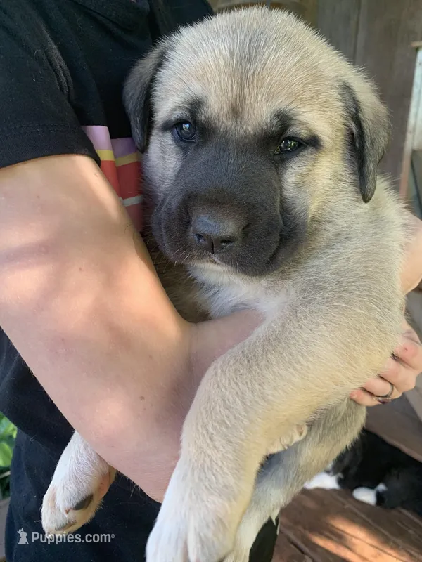 Minnie – Great Dane, Great Pyrenees puppy for sale in Crawfordville, GA