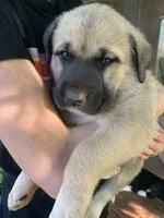 Minnie, a female Great Dane and Great Pyrenees for sale in Crawfordville, GA – Photo 4 of 4
