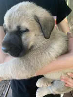 Minnie, a female Great Dane and Great Pyrenees for sale in Crawfordville, GA – Photo 2 of 4