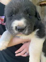 Mickey , a male Great Dane and Great Pyrenees for sale in Crawfordville, GA – Photo 1 of 7