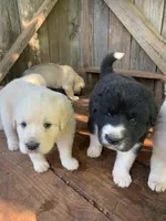 Mickey , a male Great Dane and Great Pyrenees for sale in Crawfordville, GA – Photo 5 of 7