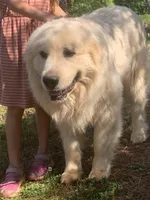 Mickey , a male Great Dane and Great Pyrenees for sale in Crawfordville, GA – Photo 6 of 7