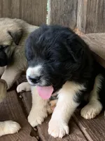 Mickey , a male Great Dane and Great Pyrenees for sale in Crawfordville, GA – Photo 2 of 7