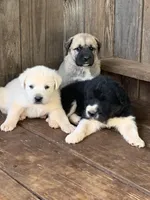 Mickey , a male Great Dane and Great Pyrenees for sale in Crawfordville, GA – Photo 4 of 7