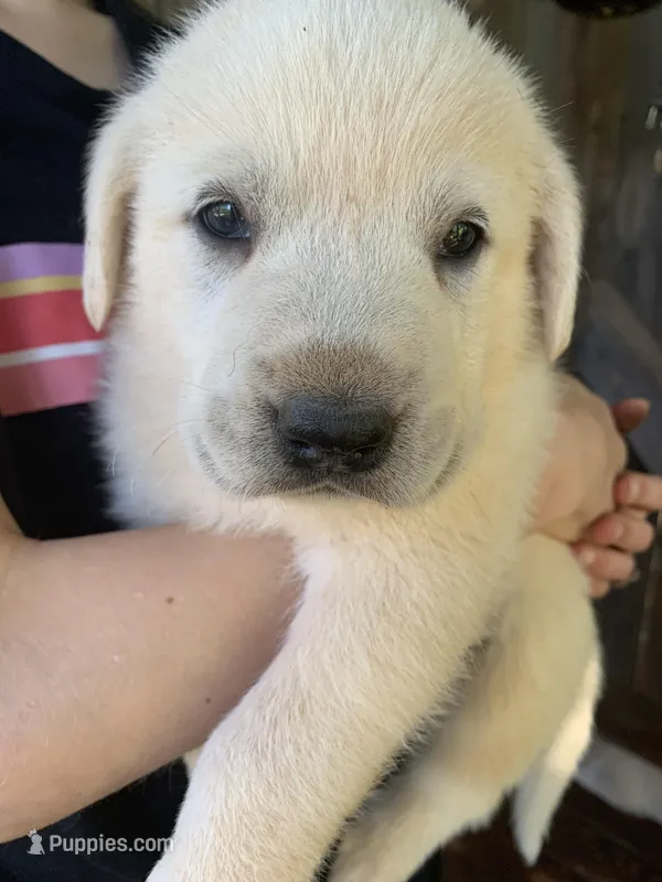 Pluto – Great Dane, Great Pyrenees puppy for sale in Crawfordville, GA