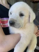 Pluto, a male Great Dane and Great Pyrenees for sale in Crawfordville, GA – Photo 3 of 6