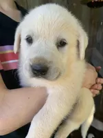 Pluto, a male Great Dane and Great Pyrenees for sale in Crawfordville, GA – Photo 2 of 6