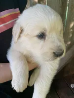Donald, a male Great Dane and Great Pyrenees for sale in Crawfordville, GA – Photo 4 of 7