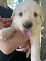 Donald, a male Great Dane and Great Pyrenees for sale in Crawfordville, GA – Photo 1 of 7