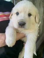 Donald, a male Great Dane and Great Pyrenees for sale in Crawfordville, GA – Photo 3 of 7