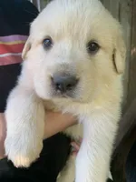 Donald, a male Great Dane and Great Pyrenees for sale in Crawfordville, GA – Photo 2 of 7