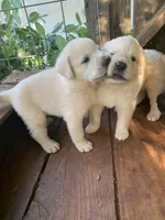 Donald, a male Great Dane and Great Pyrenees for sale in Crawfordville, GA – Photo 5 of 7