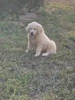 Donald, a male Great Dane and Great Pyrenees for sale in Crawfordville, GA – 3 of 10