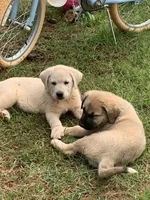 Pluto, a male Great Dane and Great Pyrenees for sale in Crawfordville, GA – 2 of 8