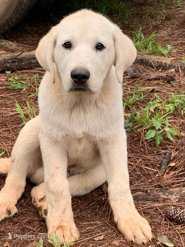 Pluto – Great Dane, Great Pyrenees puppy for sale in Crawfordville, GA