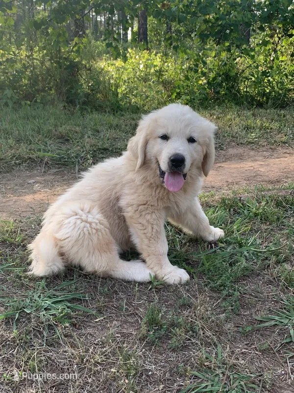 Donald – Great Dane, Great Pyrenees puppy for sale in Crawfordville, GA