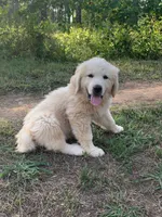 Donald, a male Great Dane and Great Pyrenees for sale in Crawfordville, GA – 1 of 10