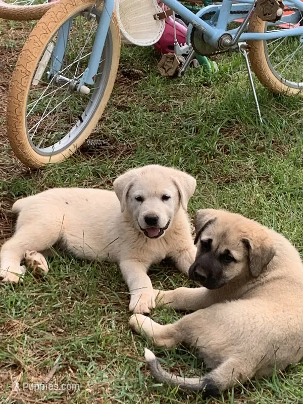 Pluto – Great Dane, Great Pyrenees puppy for sale in Crawfordville, GA