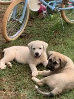Pluto, a male Great Dane and Great Pyrenees for sale in Crawfordville, GA – 1 of 8