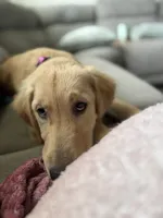 Belle, a female Golden Retriever for sale in Melbourne, FL – 2 of 4