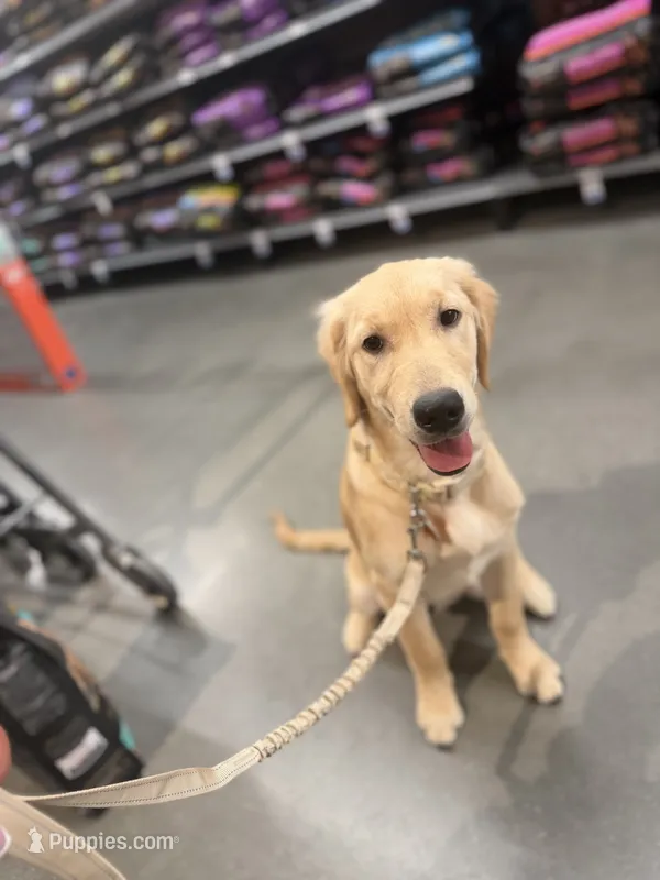 Belle – Golden Retriever puppy for sale in Melbourne, FL
