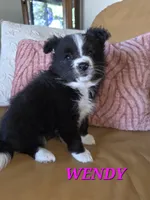 WYATT , a male Bordoodle for sale in Richmond, MI – 10 of 10