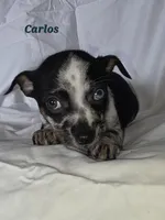 Carlos , a male Chihuahua for sale in Richmond, MI – Photo 4 of 10